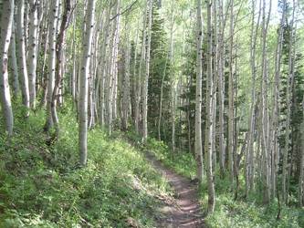 Lovely path in Utah's Wasatch.
