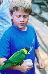 Avery with a Larakeet, at San Diego Wildlife Park (affiliated with San Diego Zoo).