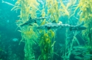 Underwater sealife, La Jolla Cove.