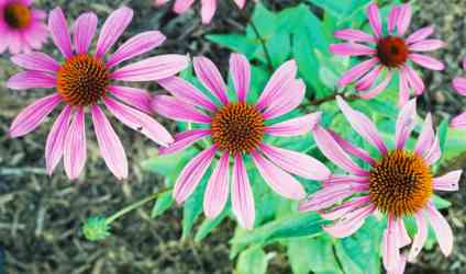 Echinacea purpurea.